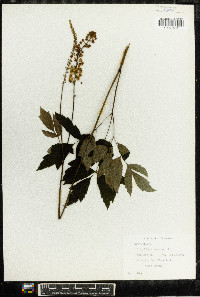 Actaea racemosa image