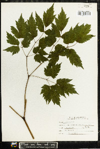 Actaea racemosa image