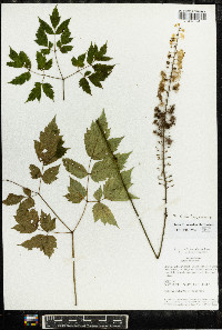 Actaea racemosa image