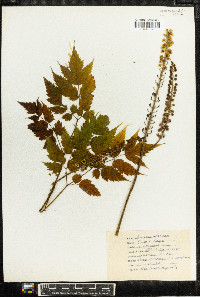 Actaea racemosa image