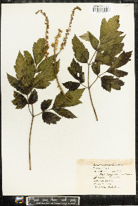 Actaea racemosa image