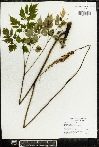 Actaea racemosa image