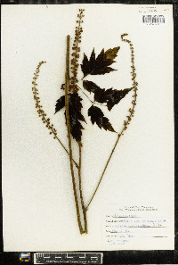 Actaea racemosa image