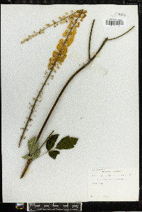 Actaea racemosa image