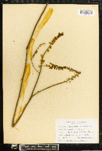 Actaea racemosa image