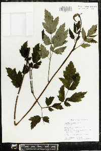 Actaea racemosa image