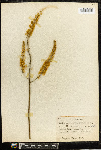 Actaea racemosa image