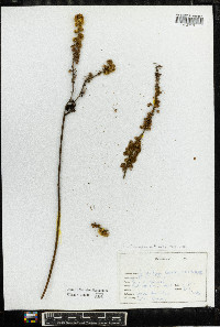 Actaea racemosa image