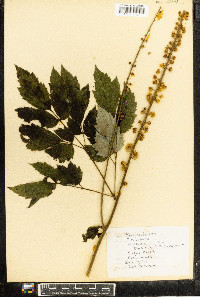 Actaea racemosa image