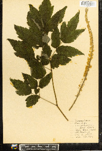 Actaea racemosa image