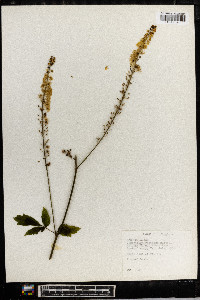 Actaea racemosa image