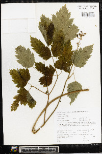 Actaea rubra image