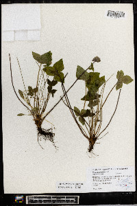 Anemone acutiloba image