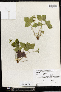 Anemone acutiloba image