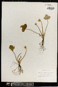Anemone americana image