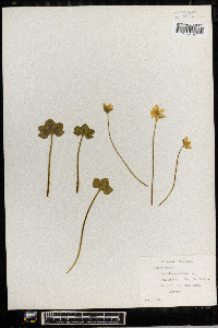 Anemone acutiloba image