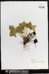 Anemone acutiloba image