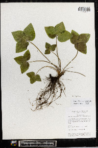Anemone acutiloba image