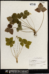 Anemone acutiloba image