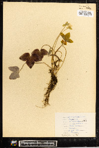 Anemone acutiloba image