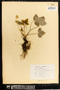 Anemone acutiloba image