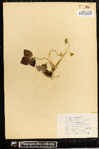 Anemone acutiloba image