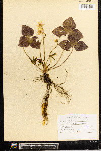 Anemone acutiloba image