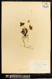 Anemone acutiloba image