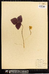 Anemone acutiloba image