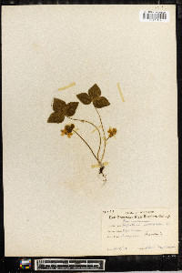 Anemone acutiloba image