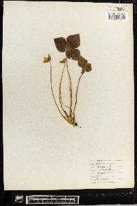 Anemone acutiloba image
