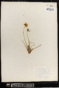 Anemone acutiloba image