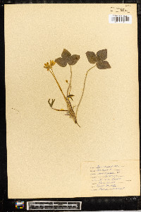 Anemone acutiloba image