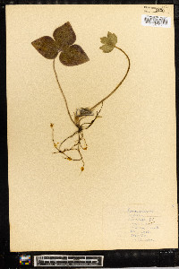 Anemone acutiloba image
