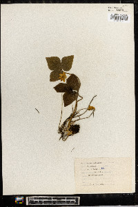 Anemone acutiloba image