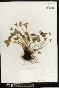 Anemone acutiloba image