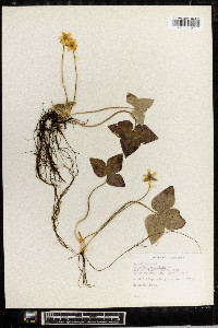 Anemone acutiloba image