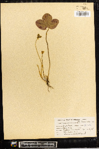 Anemone americana image
