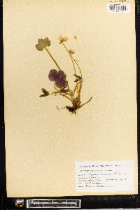 Anemone americana image