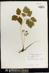 Anemone lancifolia image