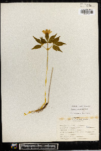 Anemone lancifolia image