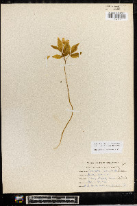 Anemone lancifolia image