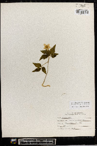 Anemone lancifolia image