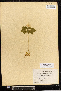 Anemone lancifolia image