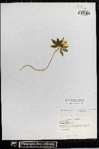 Anemone lancifolia image