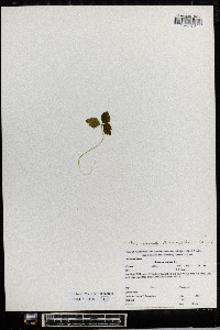 Anemone quinquefolia image