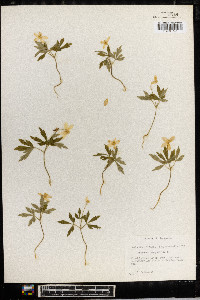 Anemone quinquefolia image