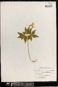 Anemone quinquefolia image