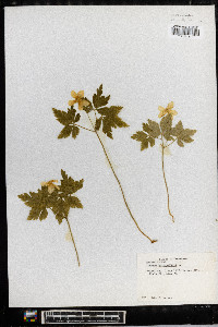 Anemone quinquefolia image