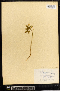 Anemone quinquefolia image